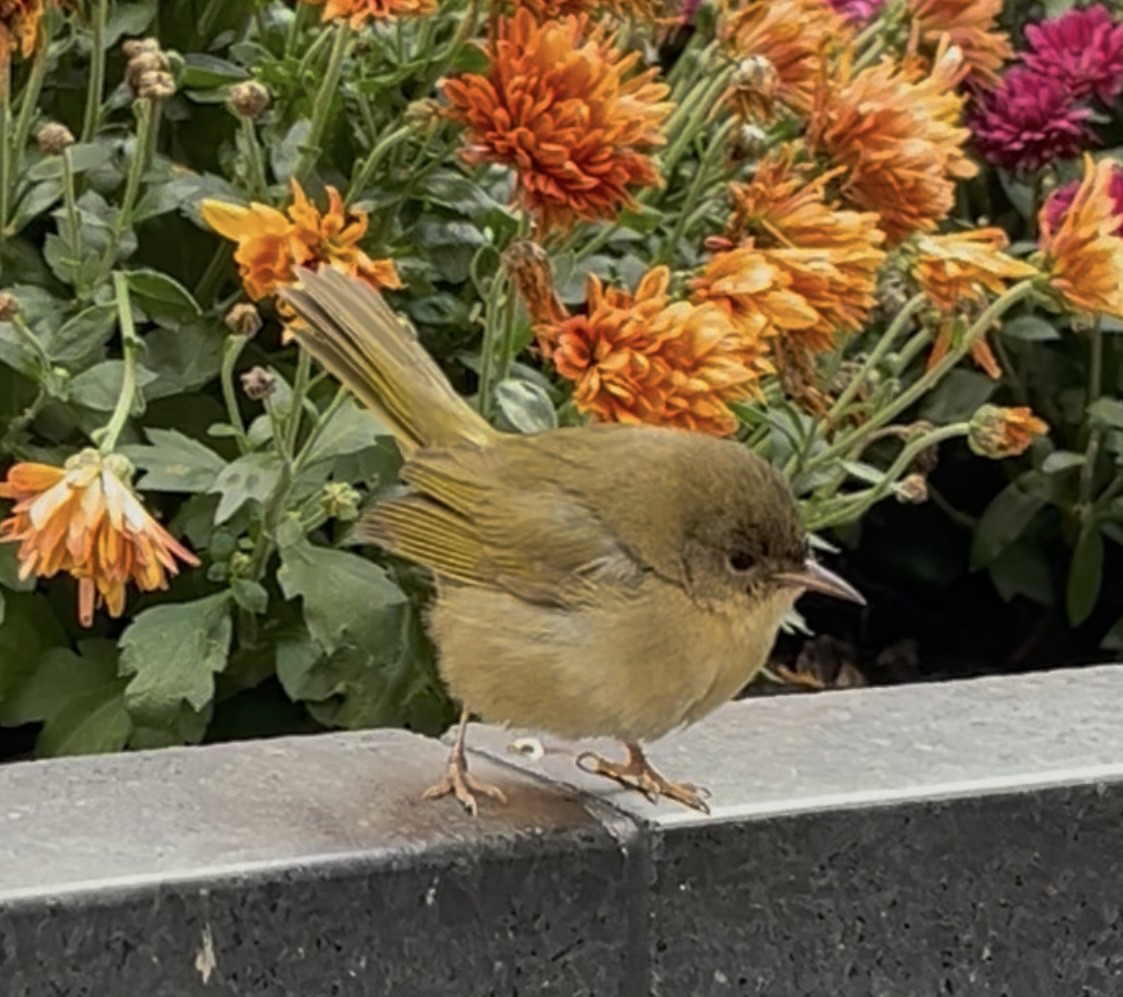 Paruline masquée - ML645050398