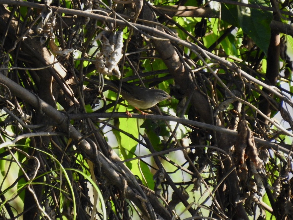 עלווית כהה - ML645050400