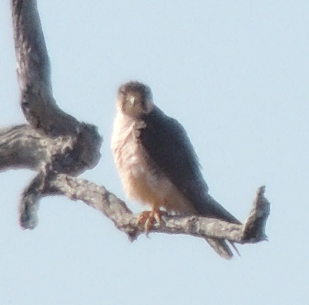 raroh jižní - ML645050411