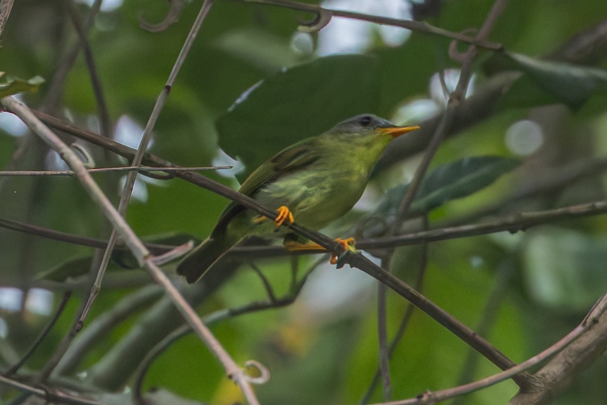Biak Leaf Warbler - ML645050421