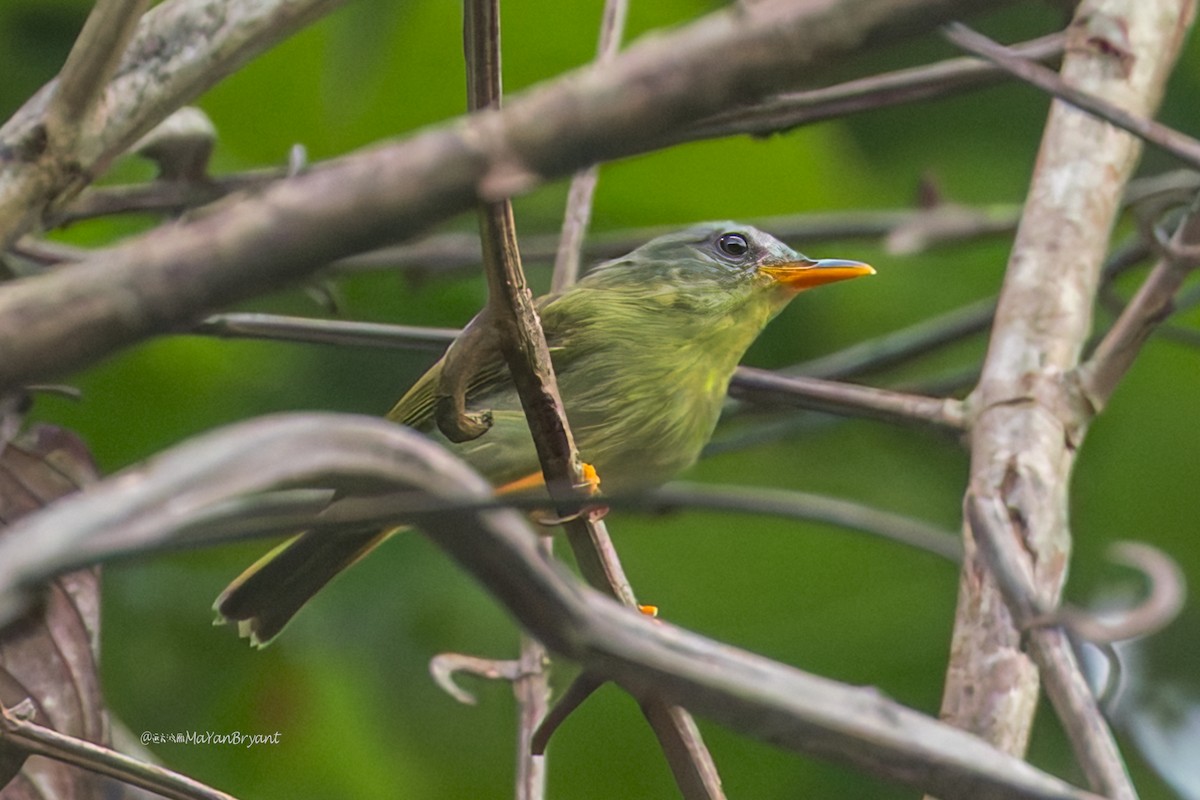 Biak Leaf Warbler - ML645050422