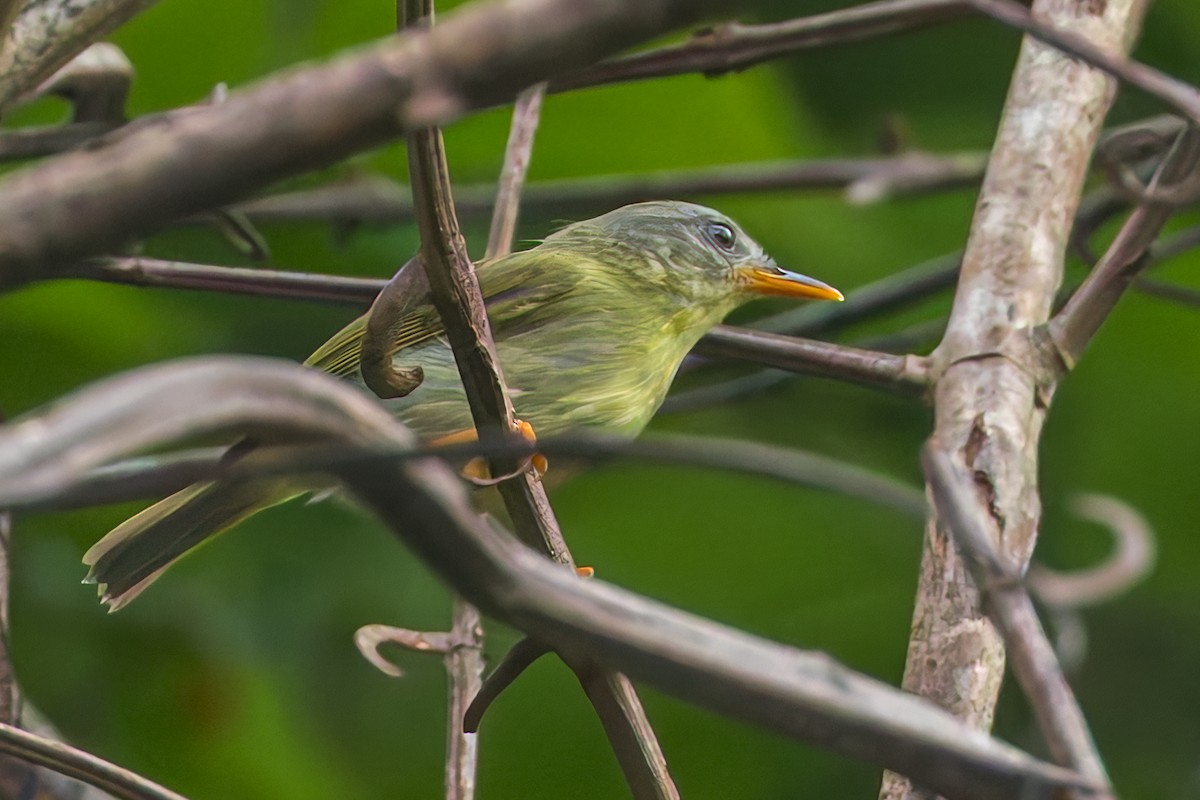 Biak Leaf Warbler - ML645050423