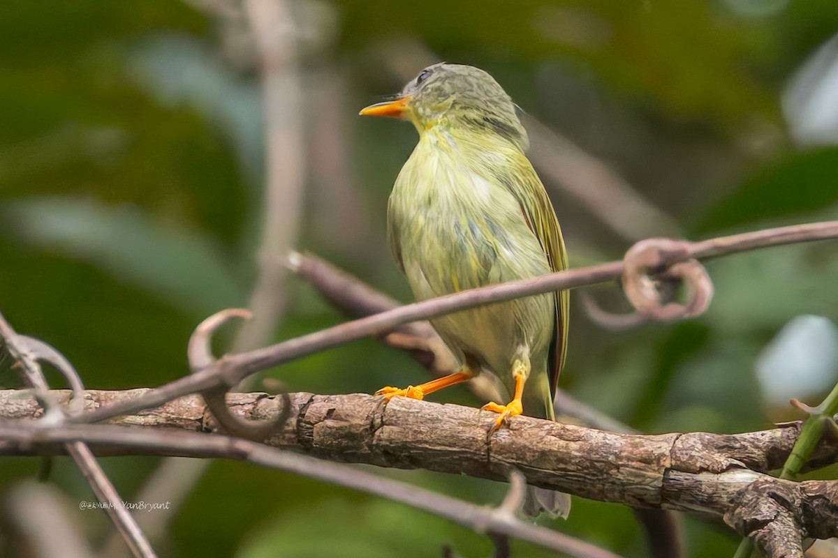Biak Leaf Warbler - ML645050424