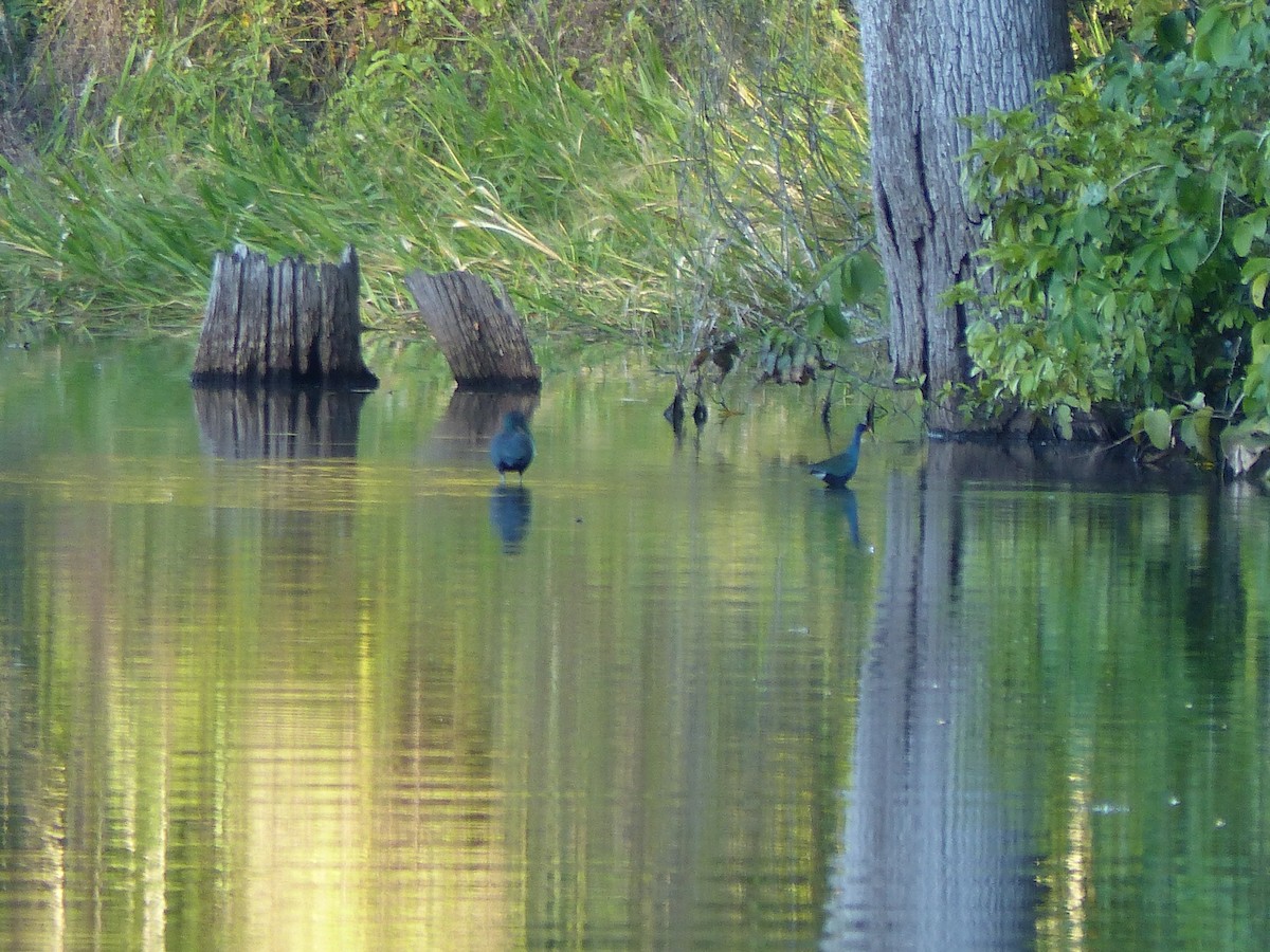 Uroilo urdin amerikarra - ML645050428