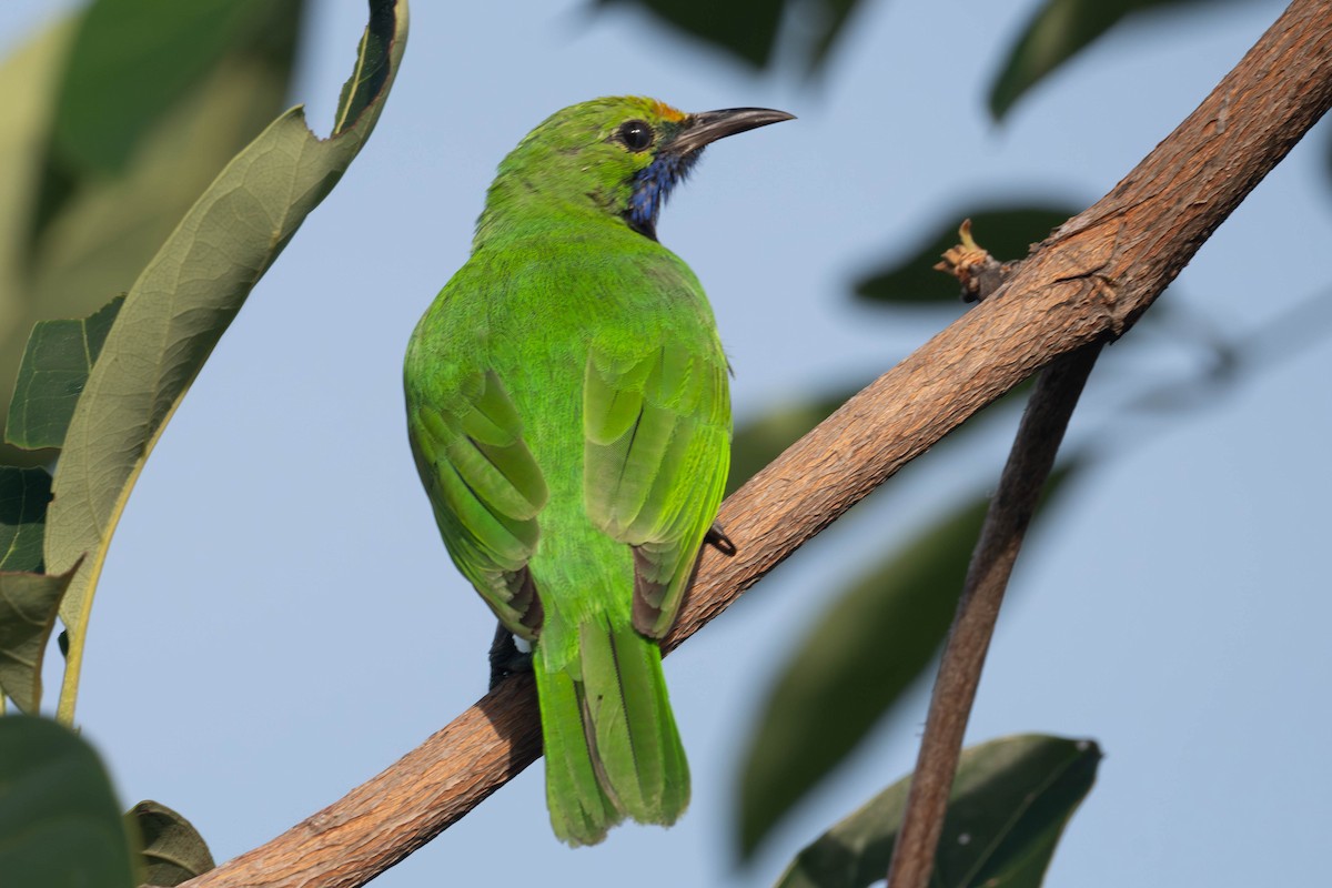 gyllenpannebladfugl - ML645050432