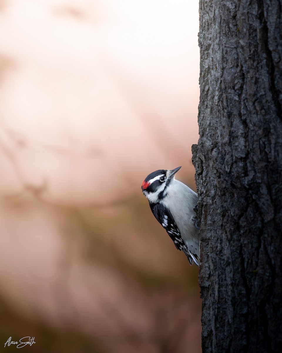 Downy Woodpecker - ML645050447
