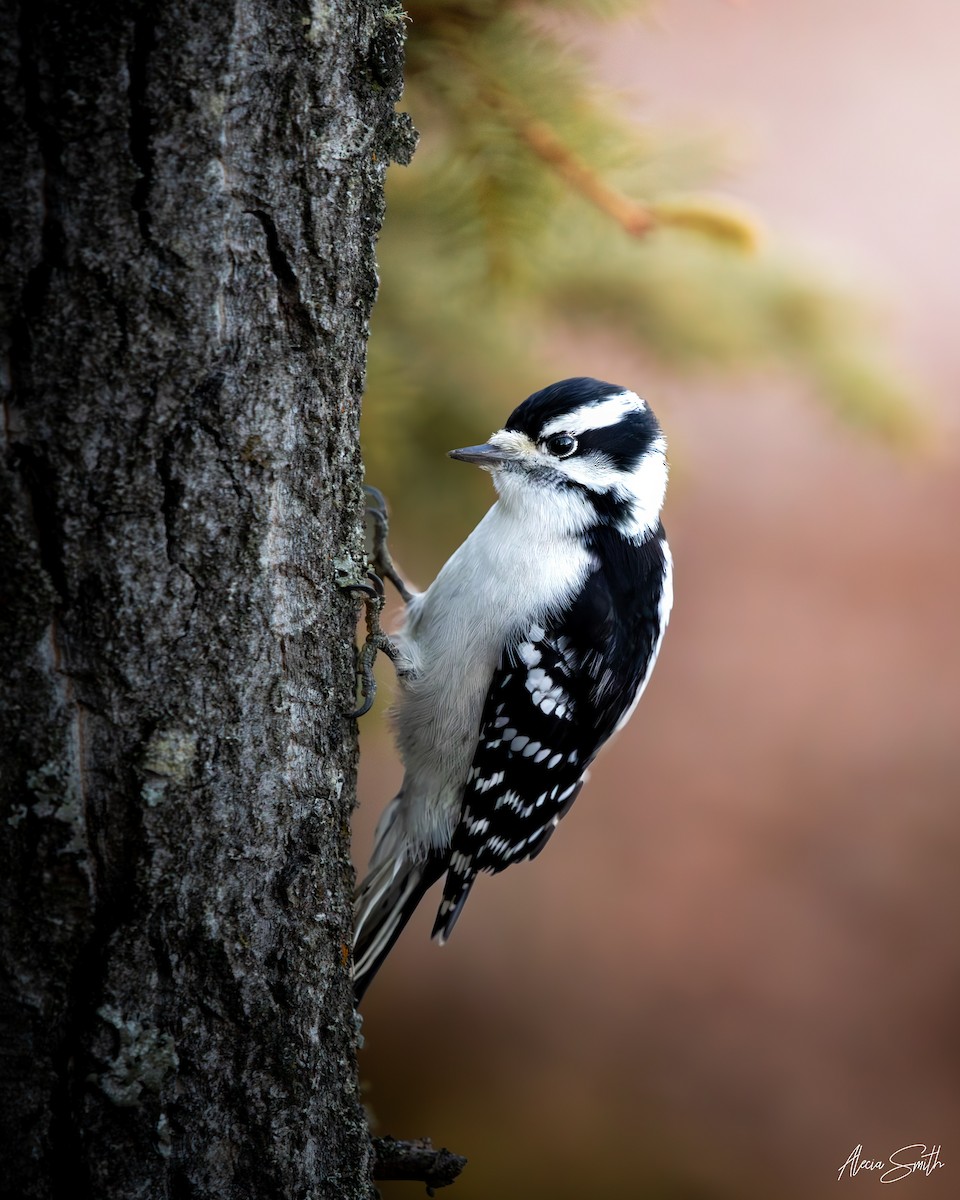 Downy Woodpecker - ML645050448