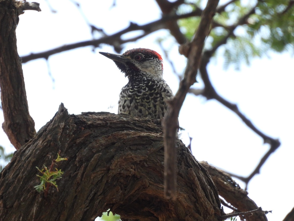 Golden-tailed Woodpecker - ML645050464