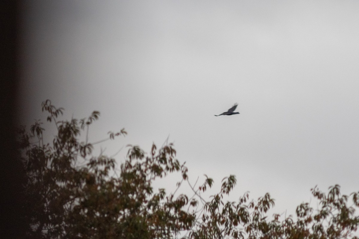 Cuervo Grande - ML645050469