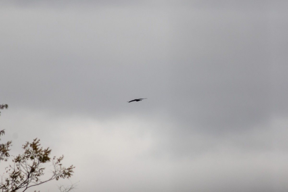 Cuervo Grande - ML645050470