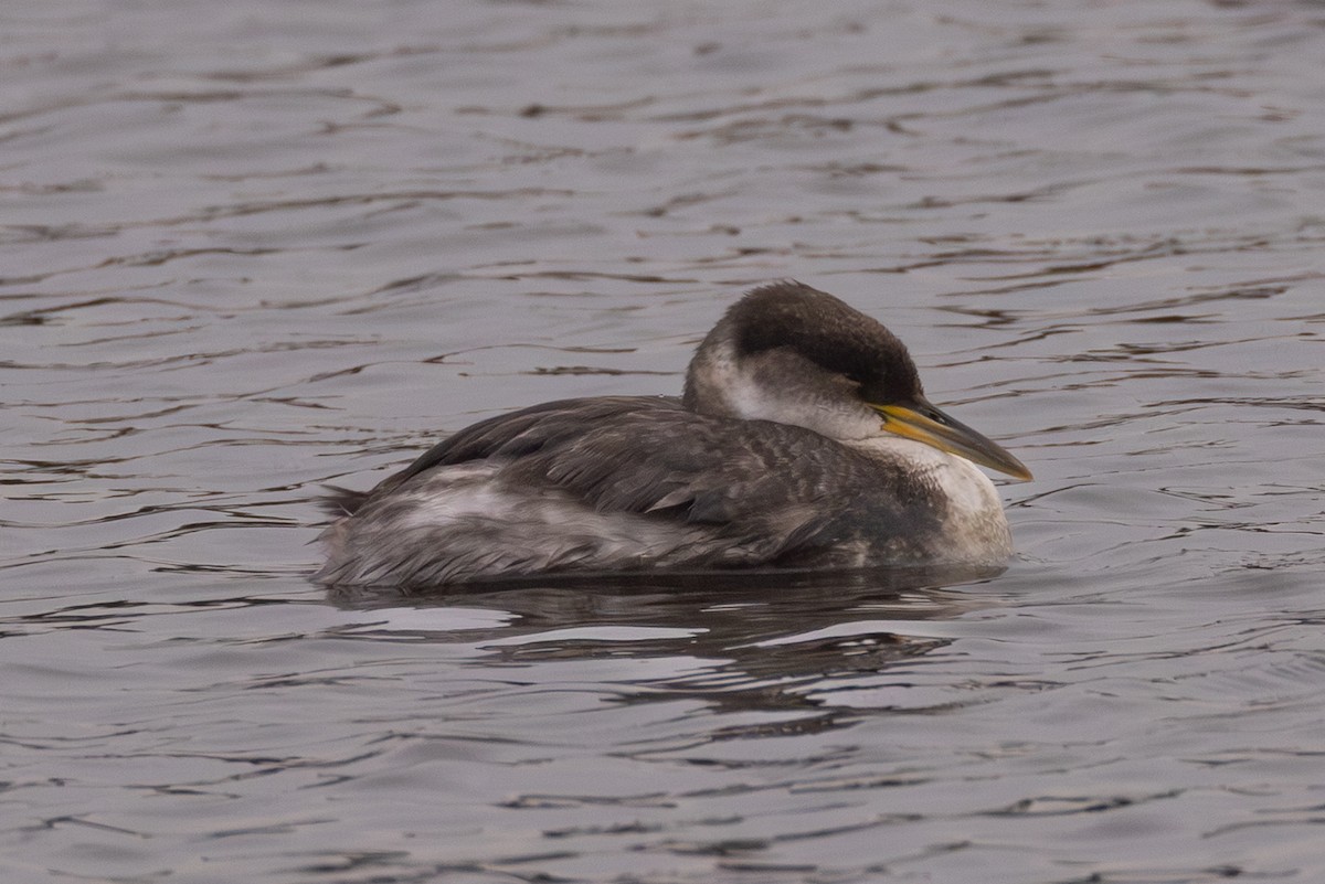 Red-necked Grebe - ML645050480