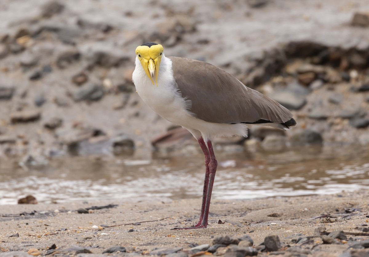 čejka australská - ML645050483