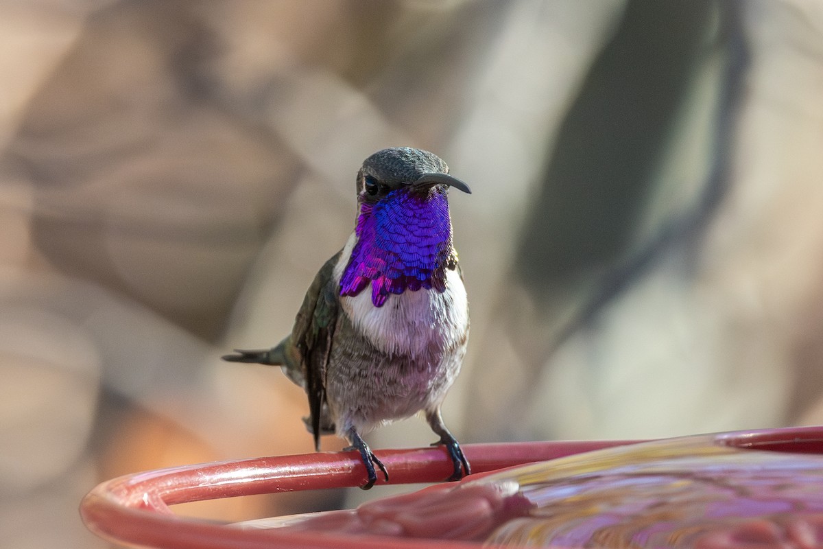 Lucifer Hummingbird - ML645050484