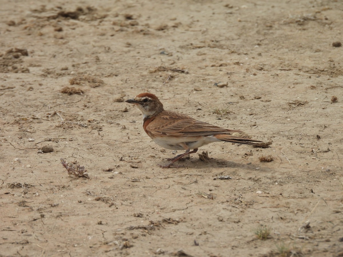 Red-capped Lark - ML645050531