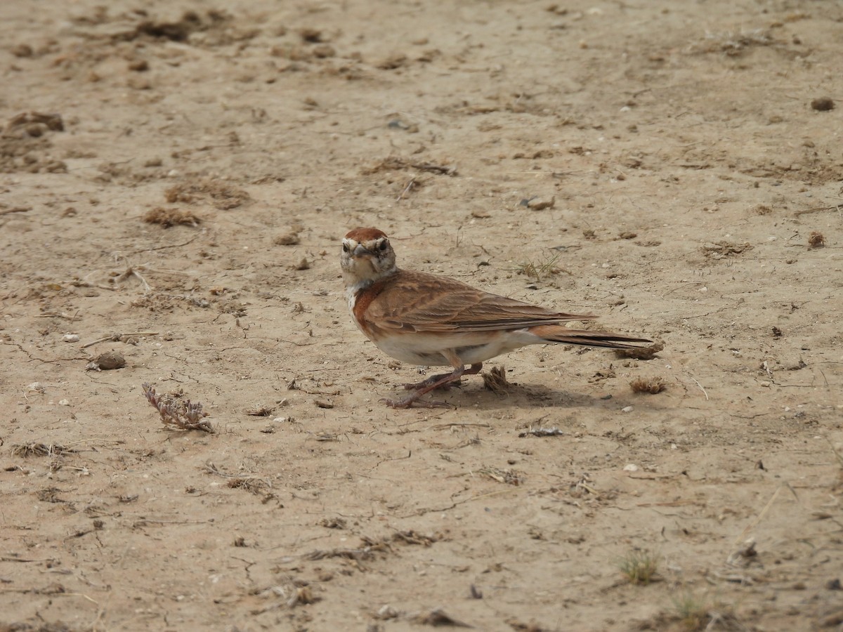 Red-capped Lark - ML645050532