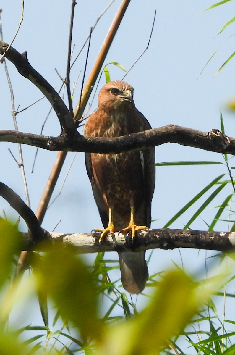 歐亞鵟 - ML645050539