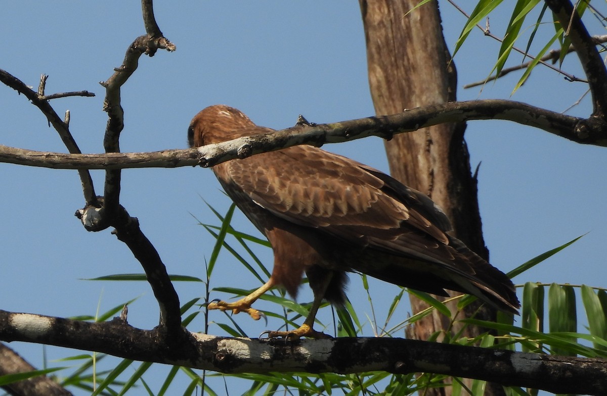 歐亞鵟 - ML645050540