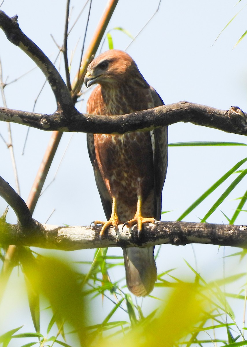 歐亞鵟 - ML645050545