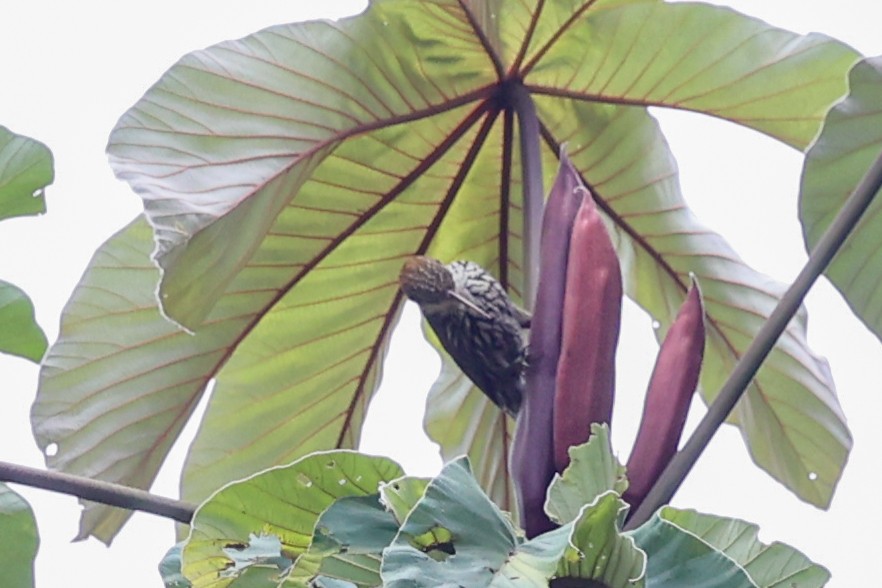 ウロコオニキバシリ - ML645050550