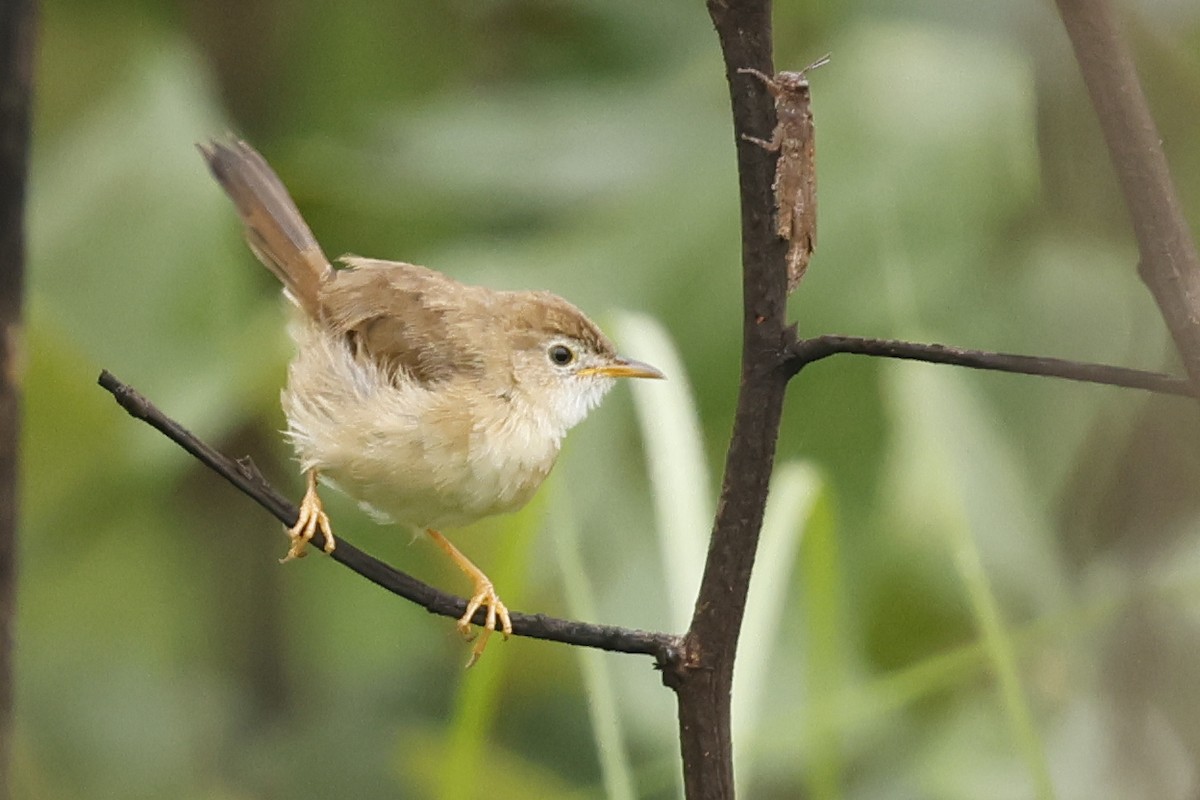 クチブエセッカ - ML645050561