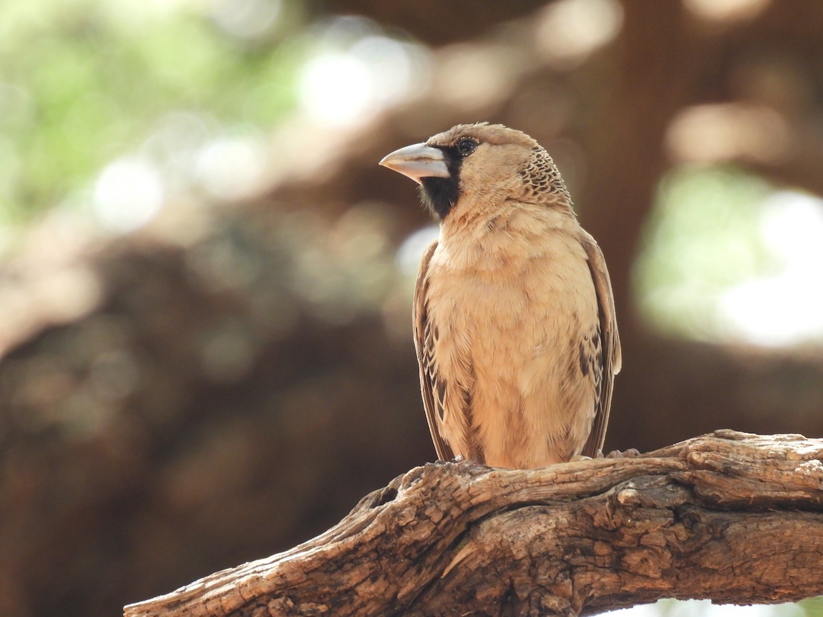 Sociable Weaver - ML645050565