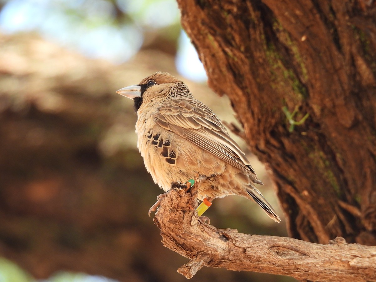 Sociable Weaver - ML645050566