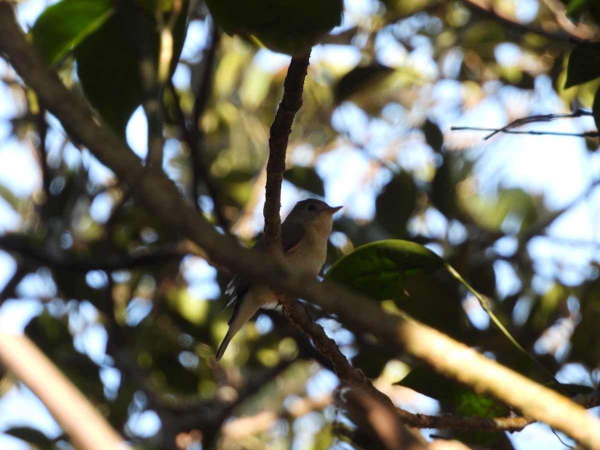 紅胸鶲 - ML645050571