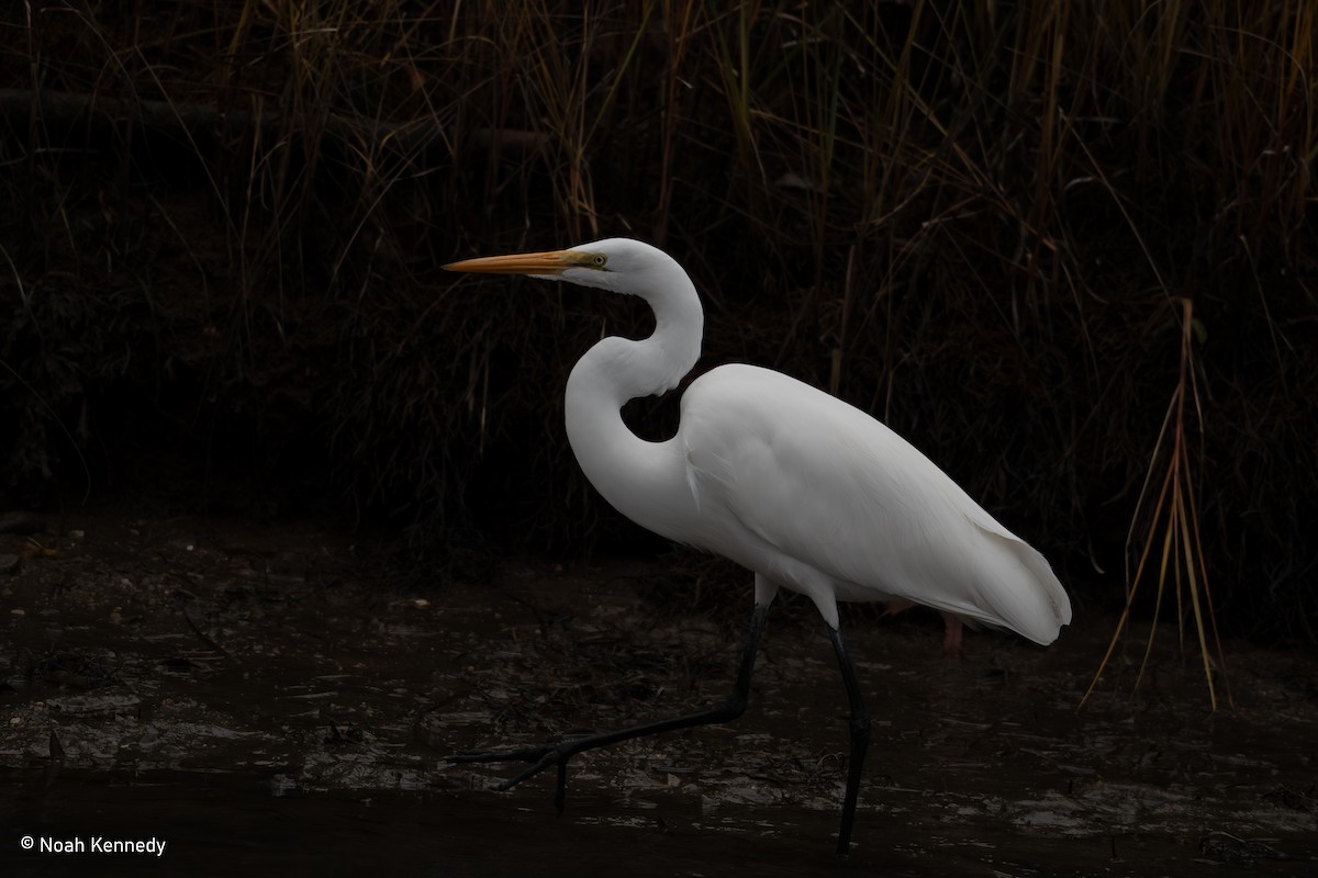 Great Egret - ML645050582