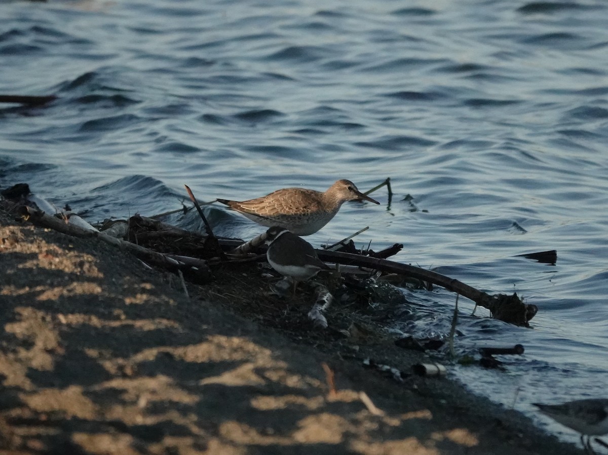 Red Knot - ML645050585
