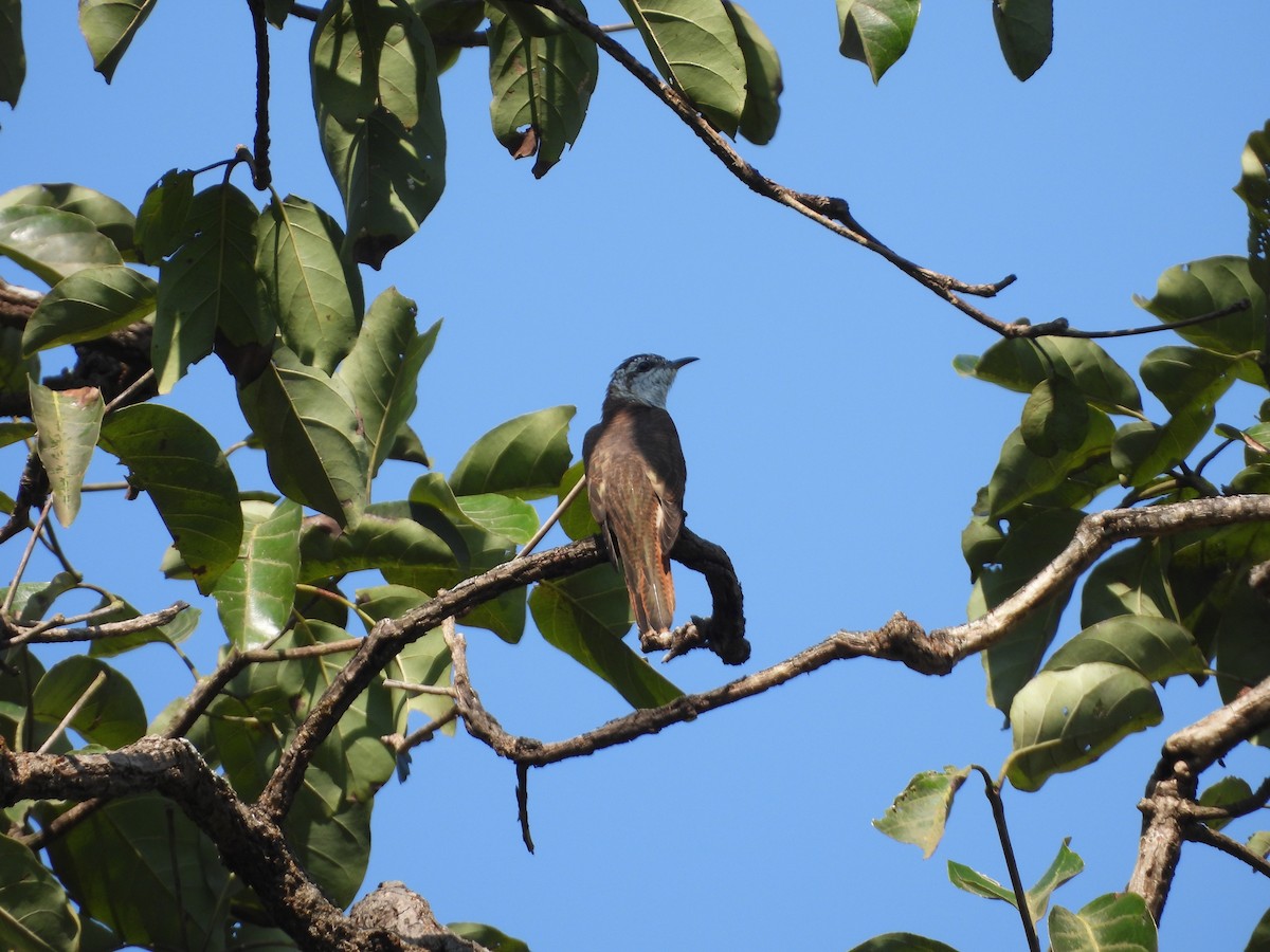 Banded Bay Cuckoo - ML645050591