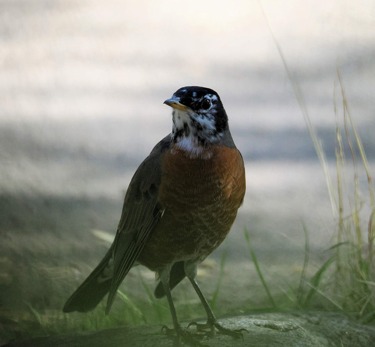 drozd stěhovavý - ML645050594