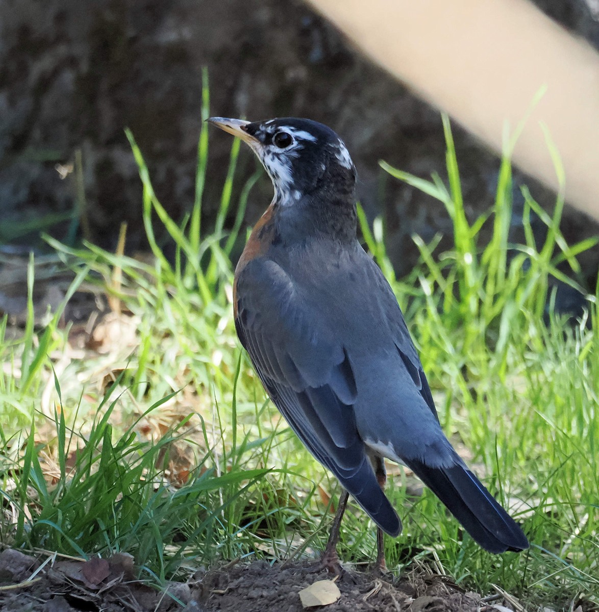 drozd stěhovavý - ML645050595