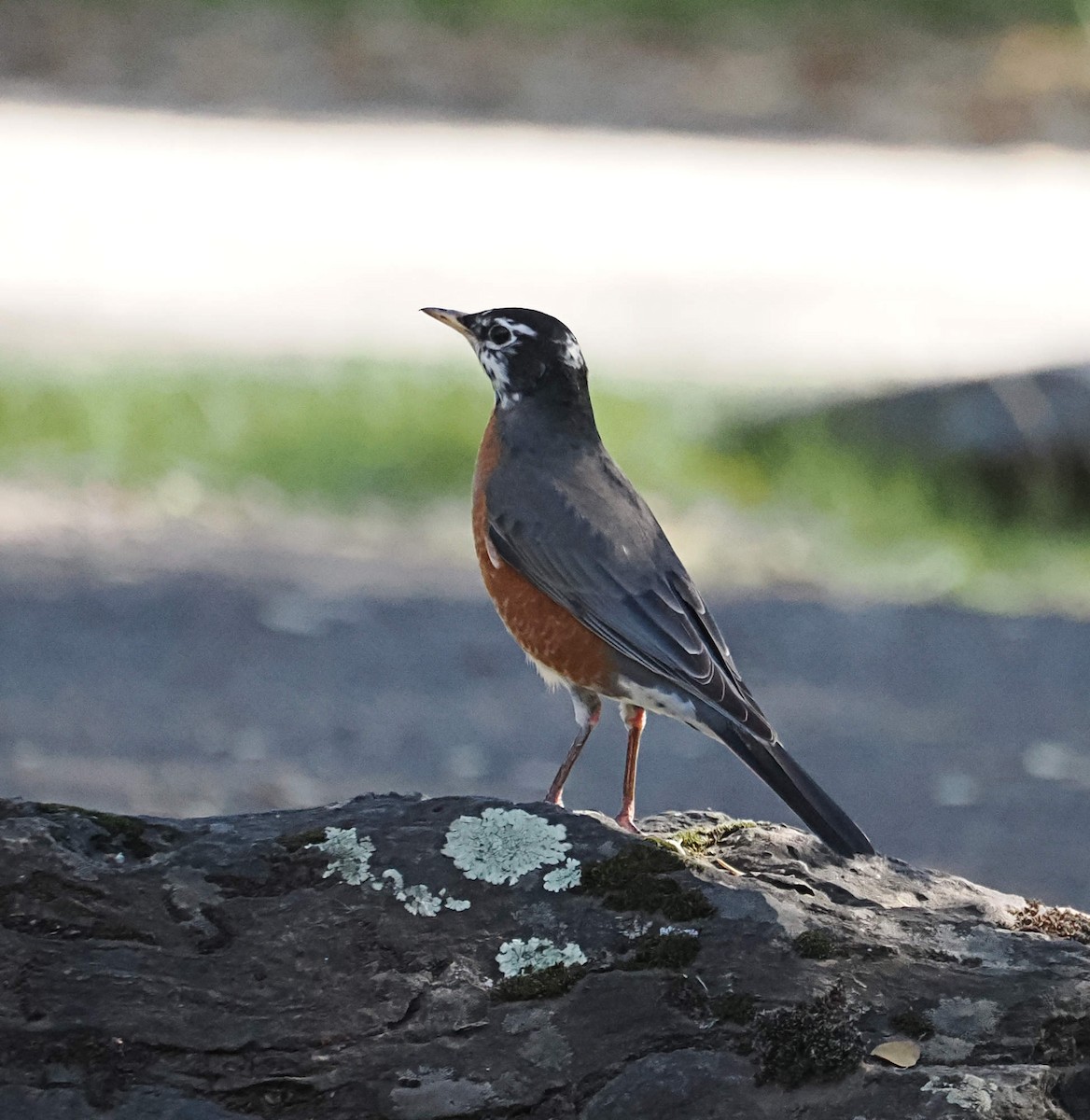 drozd stěhovavý - ML645050596