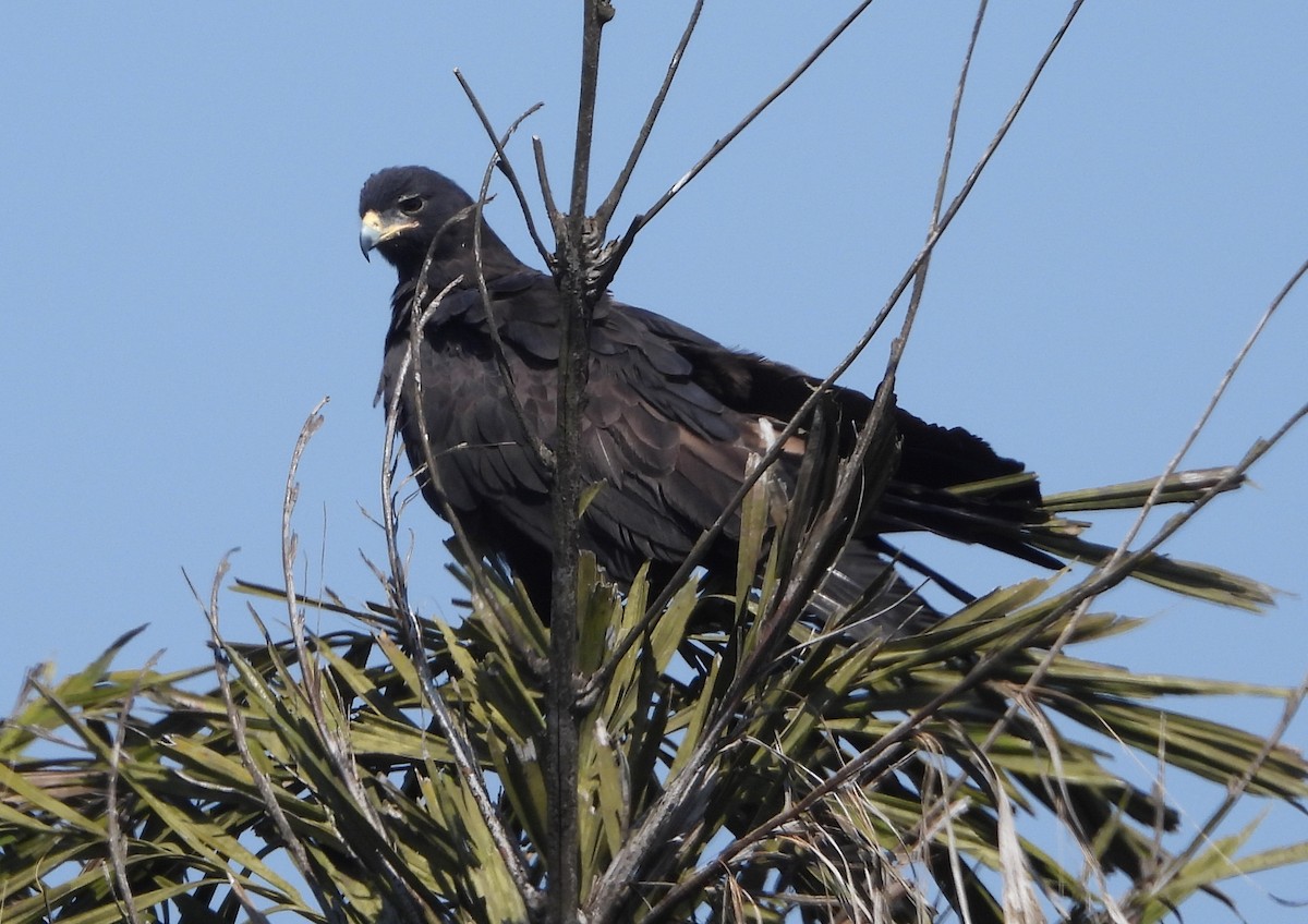 林鵰 - ML645050605