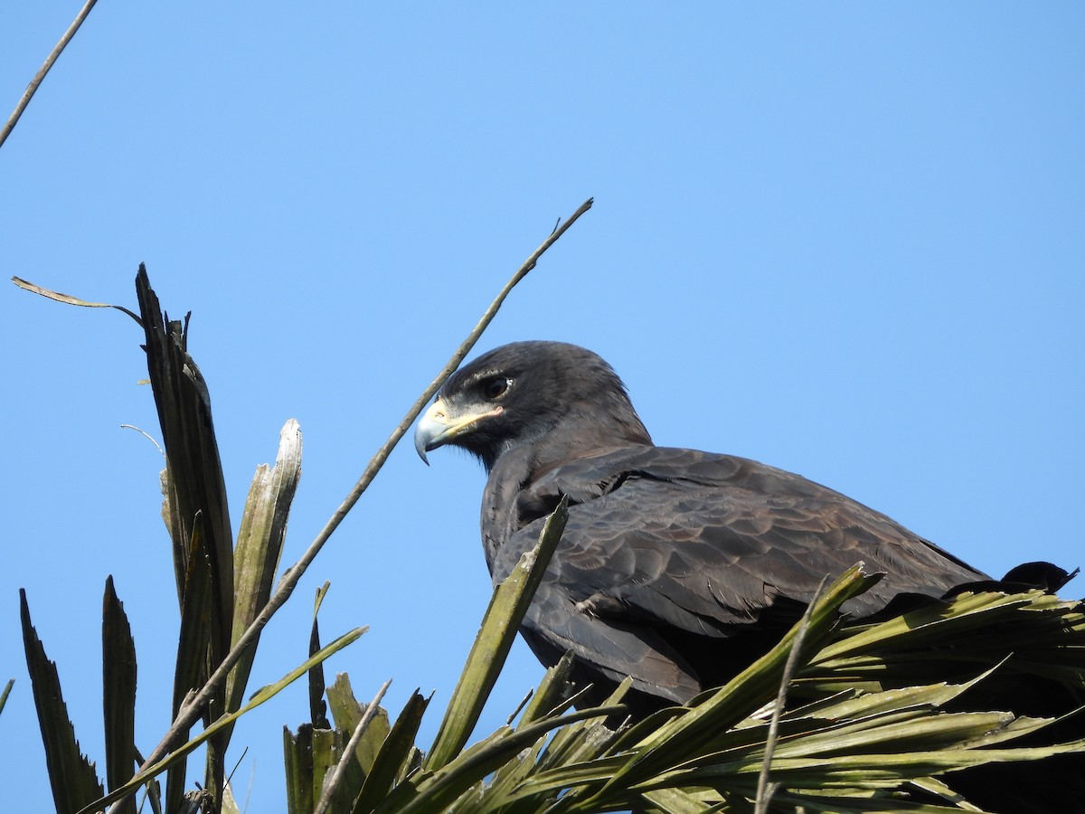 林鵰 - ML645050606