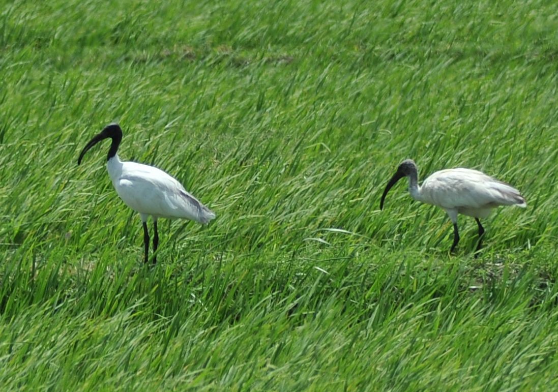 ibis černohlavý - ML64505061