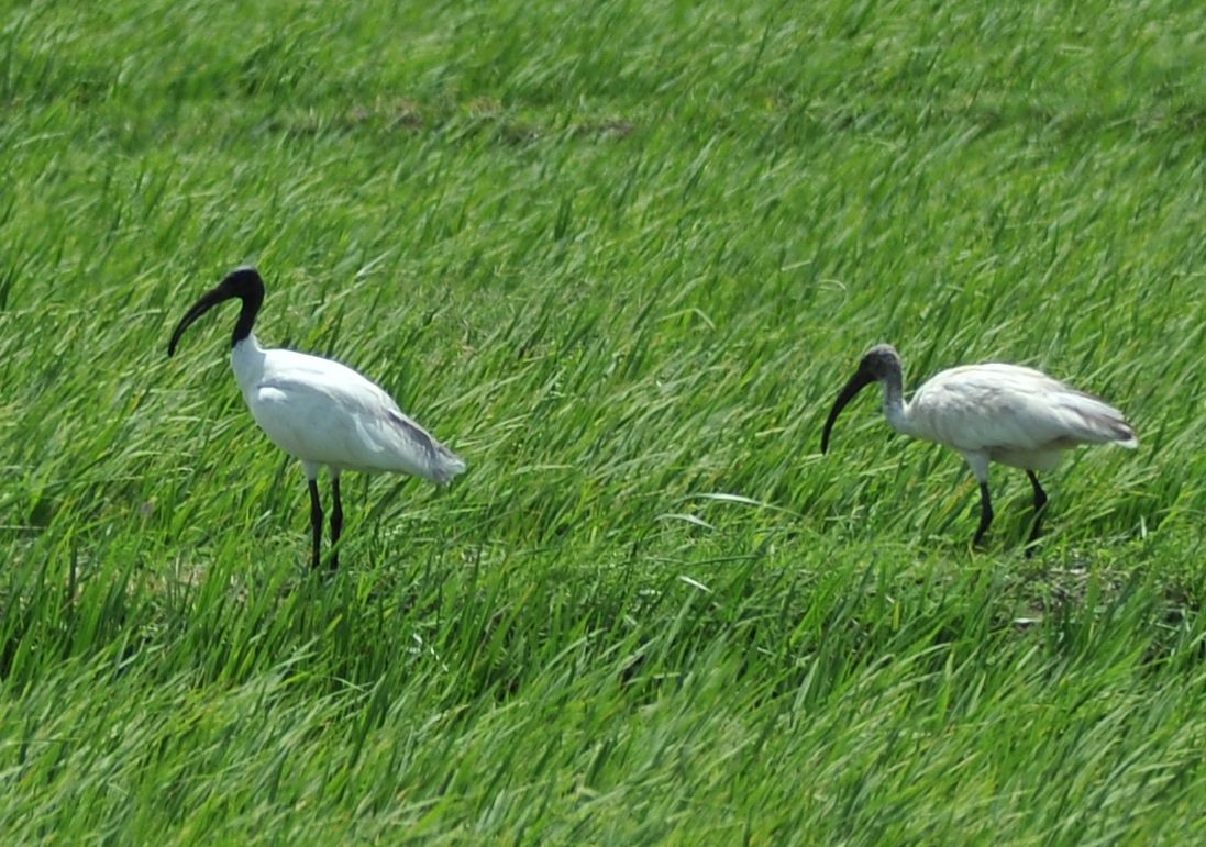 Black-headed Ibis - ML64505061