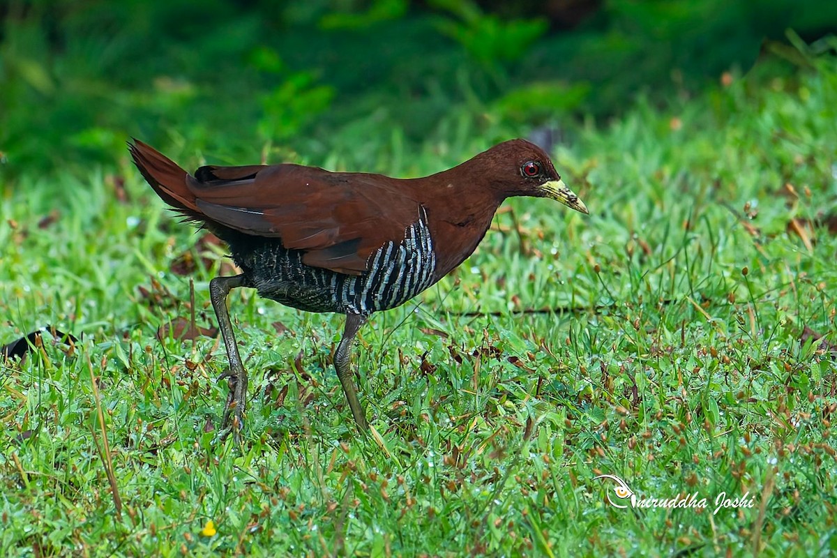 Andaman Crake - ML645050610