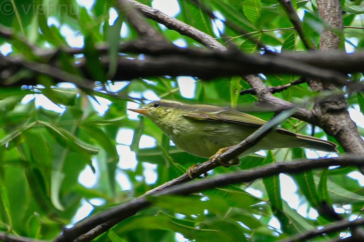 Green Warbler - ML645050612