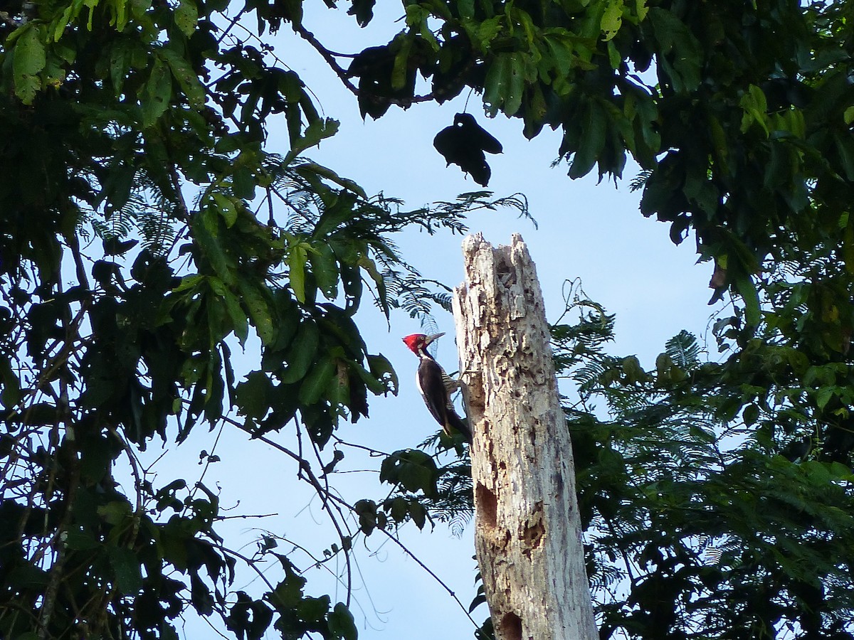 Crimson-crested Woodpecker - ML645050615