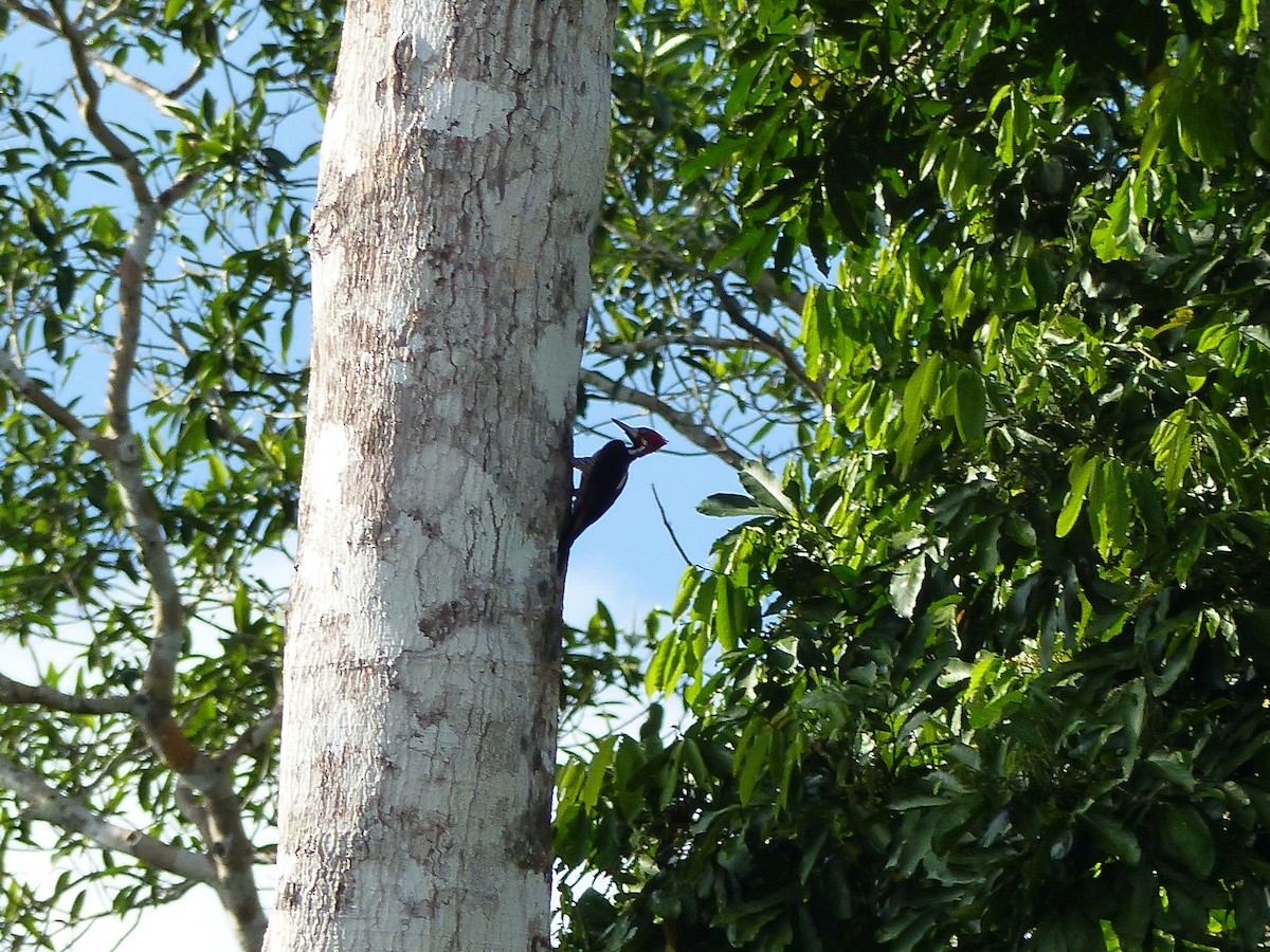 Crimson-crested Woodpecker - ML645050616