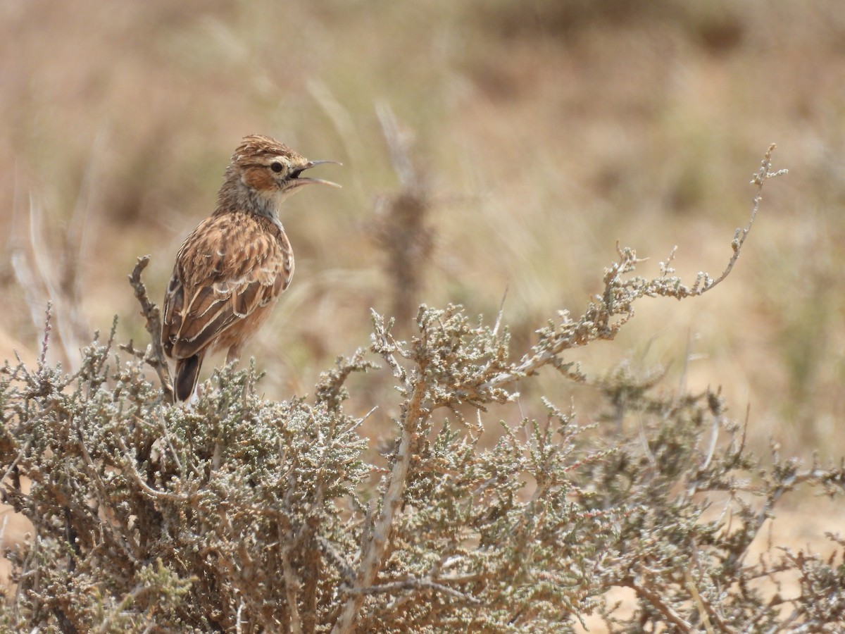 Spike-heeled Lark - ML645050620