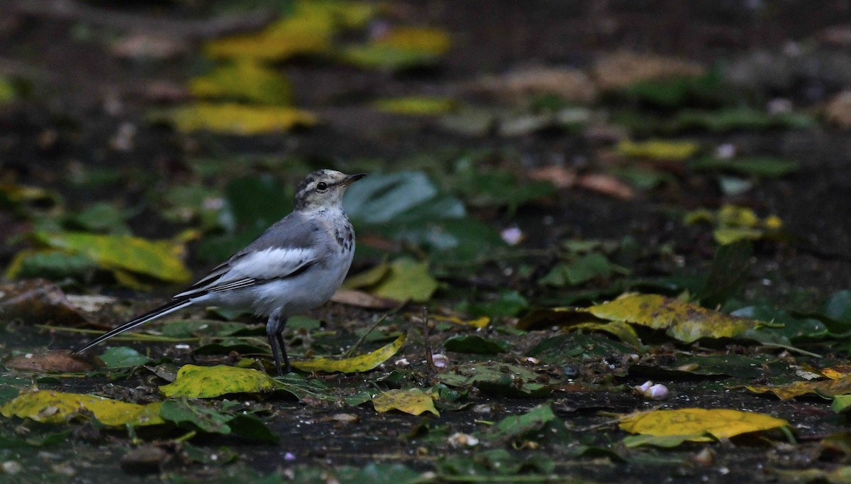 Bergeronnette grise - ML645050655