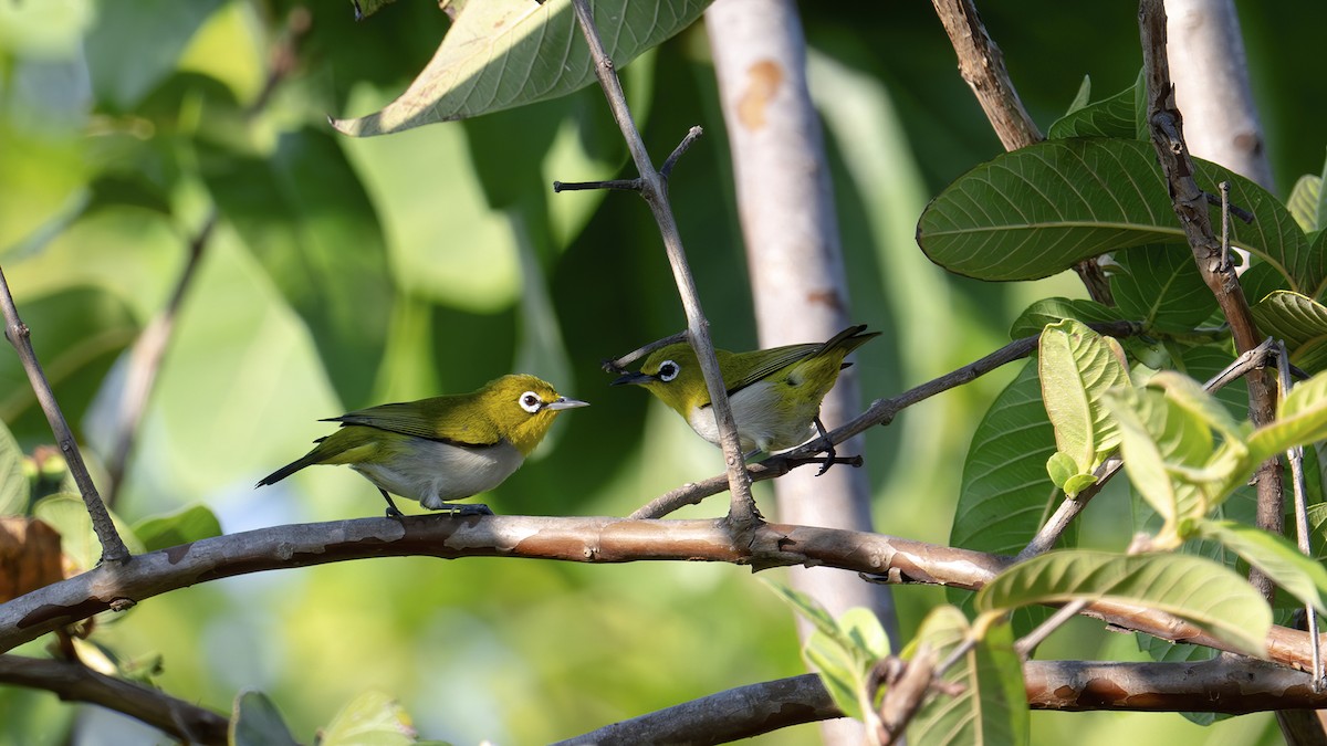 Külrengi Karınlı Gözlükçü - ML645050665