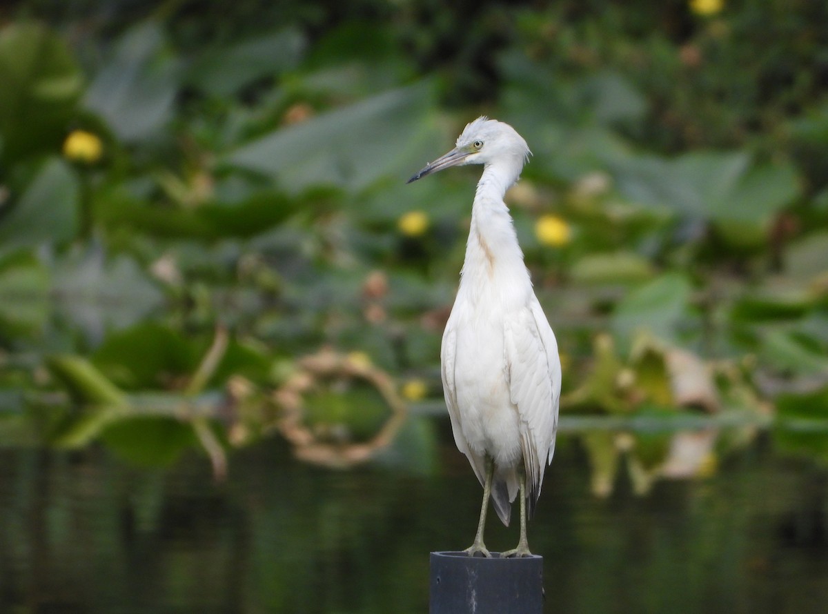 Blaureiher - ML645050674