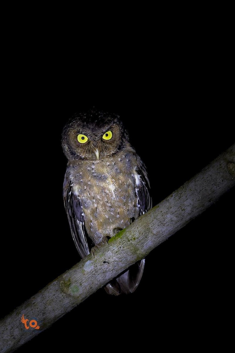 Andaman İshakkuşu - ML645050675