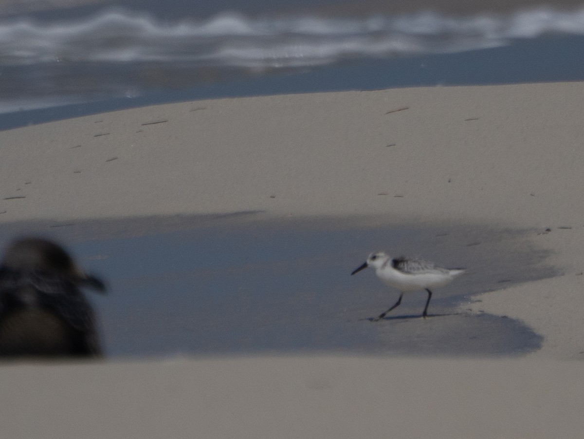 Txirri zuria - ML645050677