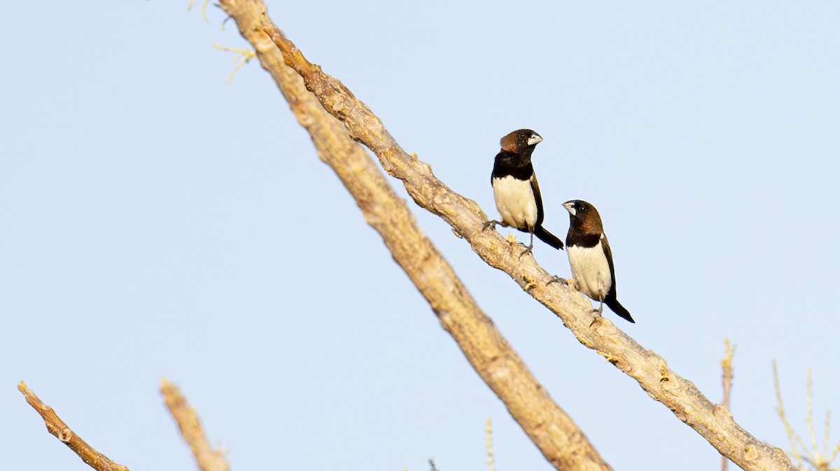 Javan Munia - ML645050681