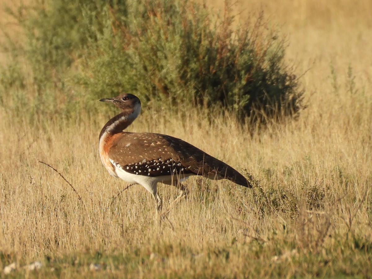 Ludwig's Bustard - ML645050682