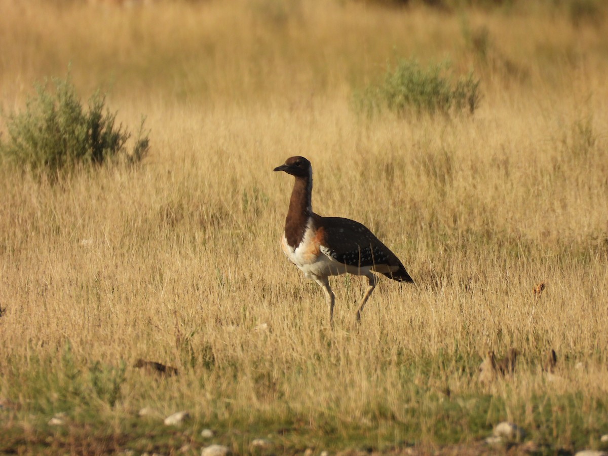 Ludwig's Bustard - ML645050683